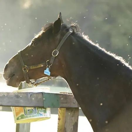 شقة The Jerpoint توماستاون