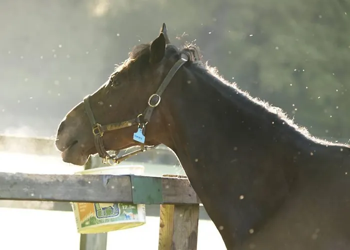 Lägenhet The Jerpoint Thomastown (Kilkenny)