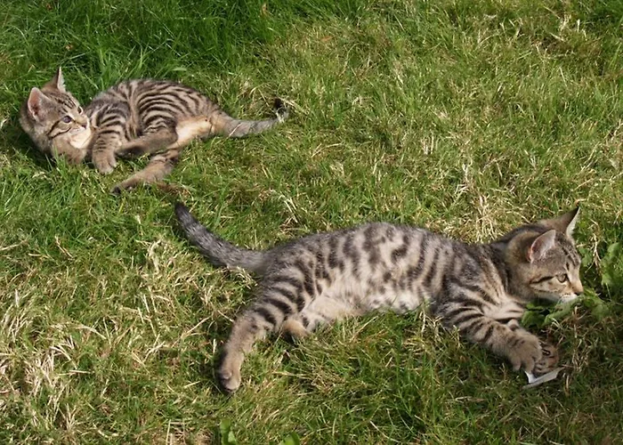 The Jerpoint Appartamento *